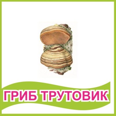 Табличка "Гриб трутовик"